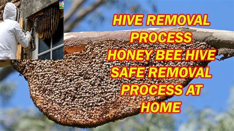 lv bees bee hive removal and honey
